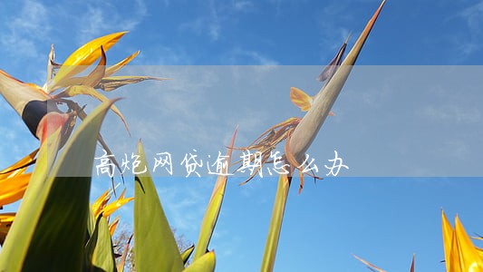 高炮网贷逾期怎么办 高炮网贷逾期怎么办