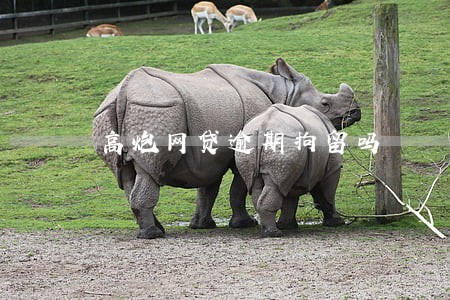 高炮网贷逾期拘留吗 高炮网贷逾期拘留吗