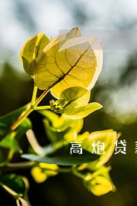高炮贷款逾期不想还了 高炮贷款逾期不想还了