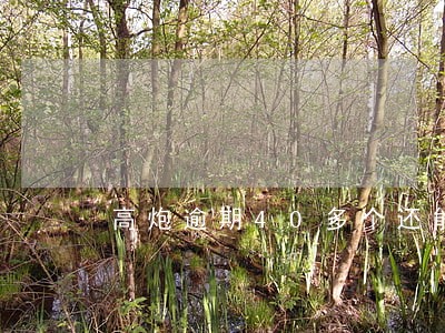 高炮逾期40多个还能下款 高炮逾期40多个还能下款