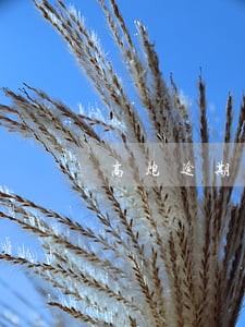 高炮逾期了还能贷款嘛 高炮逾期了还能贷款嘛