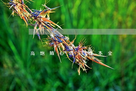 高炮随心借只还本金 高炮随心借只还本金