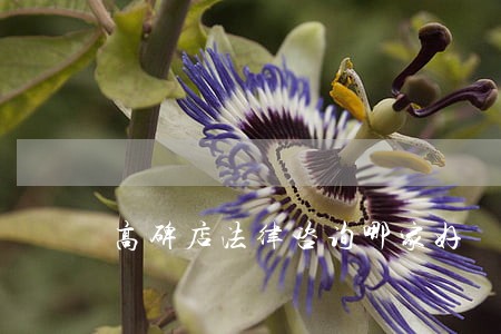 高碑店法律咨询哪家好 高碑店法律咨询哪家好