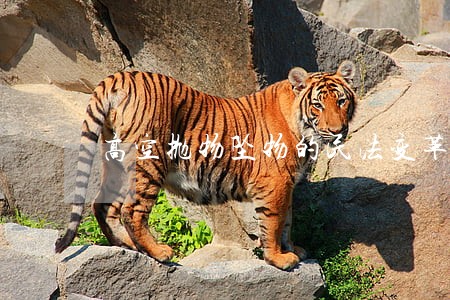 高空抛物坠物的民法变革 高空抛物坠物的民法变革