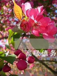 高级债务律师免费资询 高级债务律师免费资询