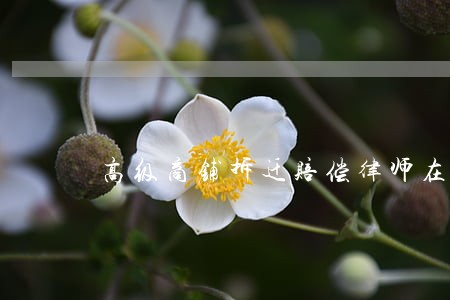 高级商铺拆迁赔偿律师在哪里 高级商铺拆迁赔偿律师在哪里