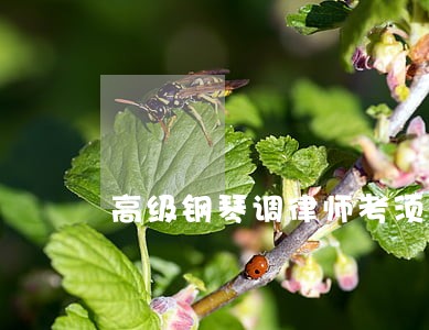 高级钢琴调律师考须知
