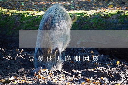 高负债无逾期网贷 高负债无逾期网贷