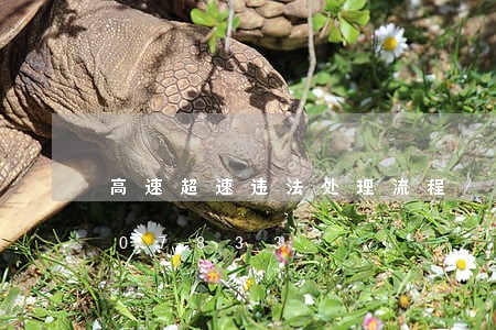 高速超速违法处理流程/2023020907833