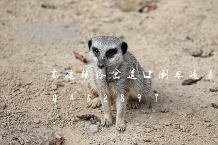 高速辅路岔道口倒车违法吗/2023020452897