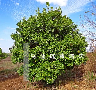 高速逃费违法