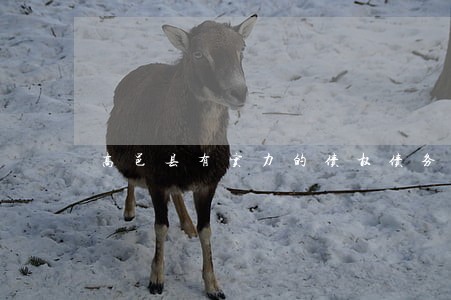 高邑县有实力的债权债务律师费用 高邑县有实力的债权债务律师费用