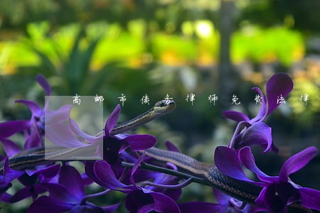 高邮市债务律师免费法律咨询 高邮市债务律师免费法律咨询