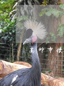 高邮市债权债务律师选谁 高邮市债权债务律师选谁