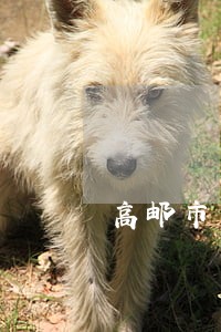 高邮市离婚律师多少钱 高邮市离婚律师多少钱