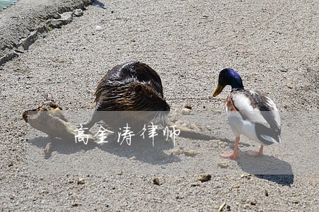 高金涛律师 高金涛律师