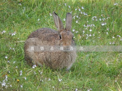 高铁占座违法 高铁占座违法
