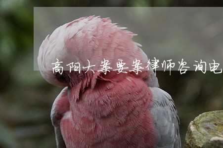 高阳大案要案律师咨询电话 高阳大案要案律师咨询电话