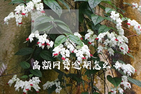 高额网贷逾期怎么办 高额网贷逾期怎么办