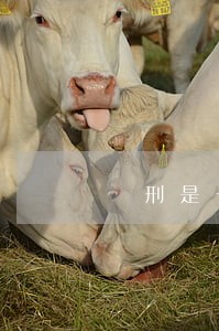 髠刑是一种什么样的刑法 髠刑是一种什么样的刑法
