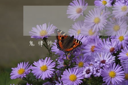 鬼律师 鬼律师