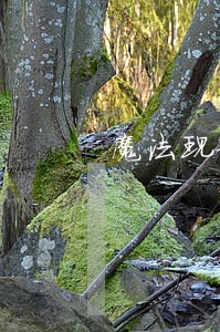魔法现金逾期7天 魔法现金逾期7天