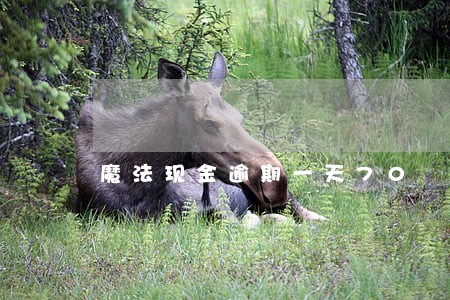 魔法现金逾期一天70 魔法现金逾期一天70