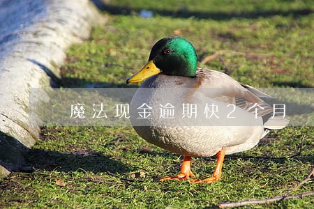 魔法现金逾期快2个月 魔法现金逾期快2个月