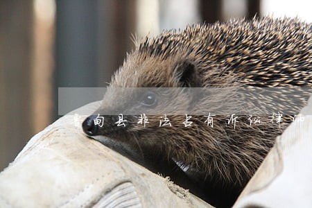 鲁甸县非法占有诉讼律师 鲁甸县非法占有诉讼律师
