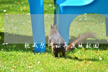 鲍威尔诉讼再次被驳回 鲍威尔诉讼再次被驳回