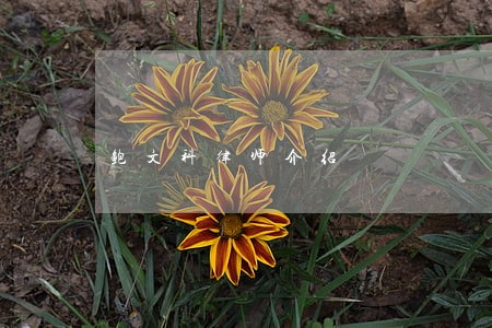 鲍文科律师介绍