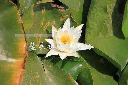 鳌头镇法律援助 鳌头镇法律援助