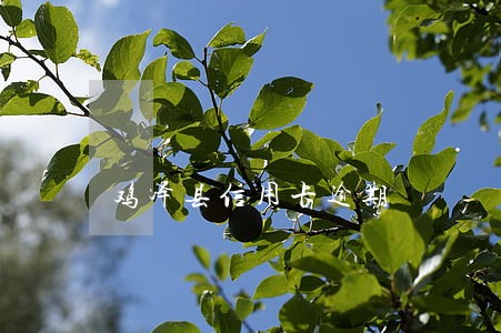 鸡泽县信用卡逾期 鸡泽县信用卡逾期