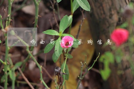 鸡西局招标采购信息 鸡西局招标采购信息