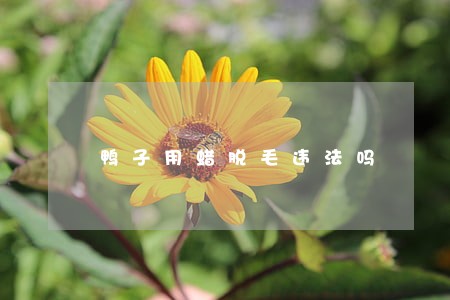 鸭子用蜡脱毛违法吗 鸭子用蜡脱毛违法吗