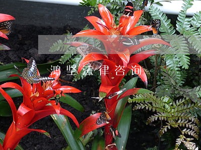 鸿坚法律咨询 鸿坚法律咨询