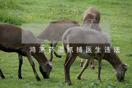 鸿茅药酒抓捕医生违法
