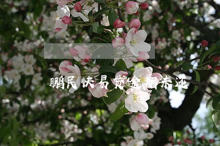 鹏民快易贷逾期未还