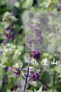 鹤壁山城律师事务所 鹤壁山城律师事务所