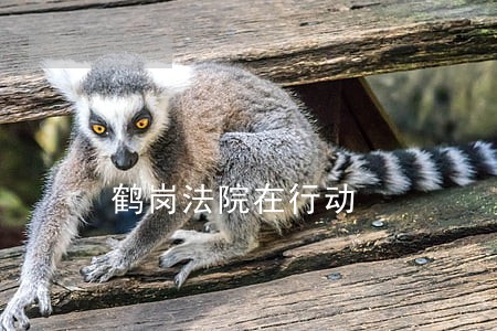 鹤岗法院在行动 鹤岗法院在行动