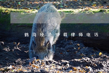 鹤岗经济仲裁律师电话