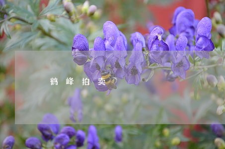 鹤峰拍卖