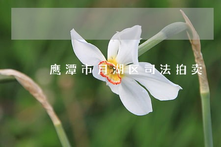 鹰潭市月湖区司法拍卖 鹰潭市月湖区司法拍卖