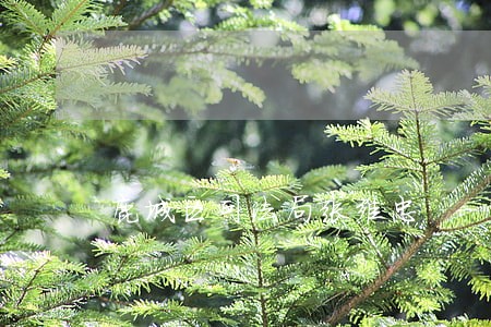 鹿城区司法局张维忠