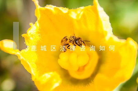 鹿城区法律咨询如何 鹿城区法律咨询如何