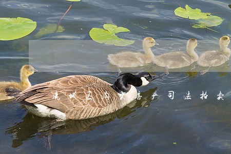 鹿城区淘宝房产司法拍卖网