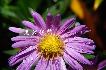 鹿岩律师 鹿岩律师