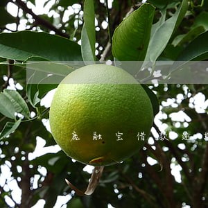 鹿融宝借款逾期一年了 鹿融宝借款逾期一年了