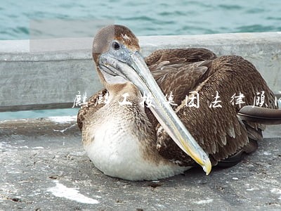 麒麟工投集团法律顾问 麒麟工投集团法律顾问