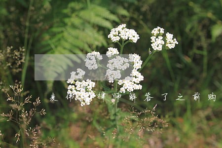 麦伟恩律师解答了之前购买的社保 麦伟恩律师解答了之前购买的社保